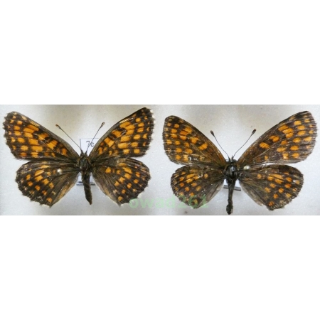 Melitaea athalia (Rottemburg, 1775) pair Poland7e